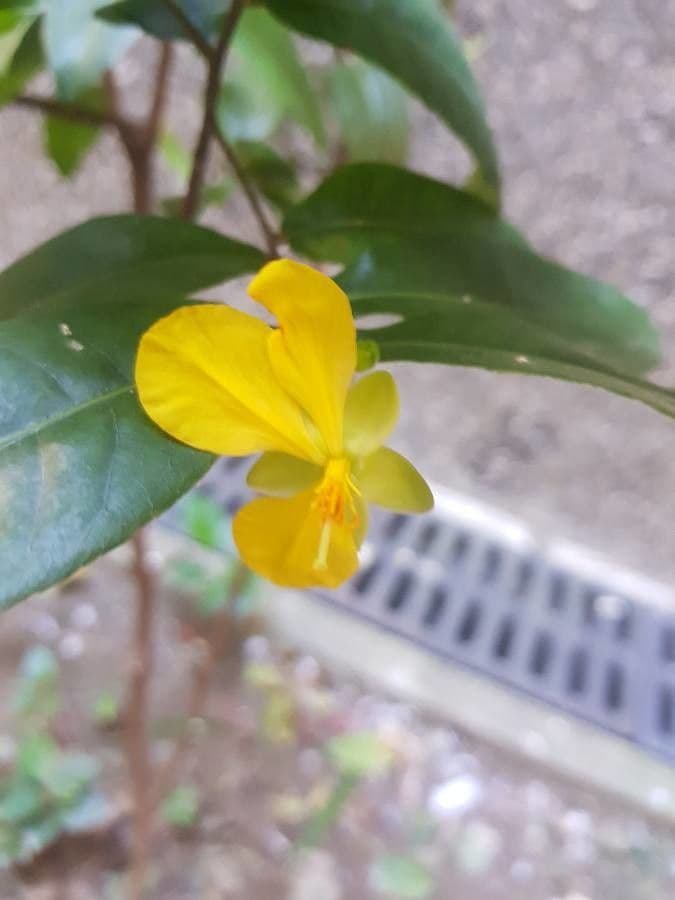 Ochna serrulata 6