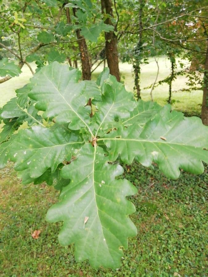 Quercia Daimyo 18