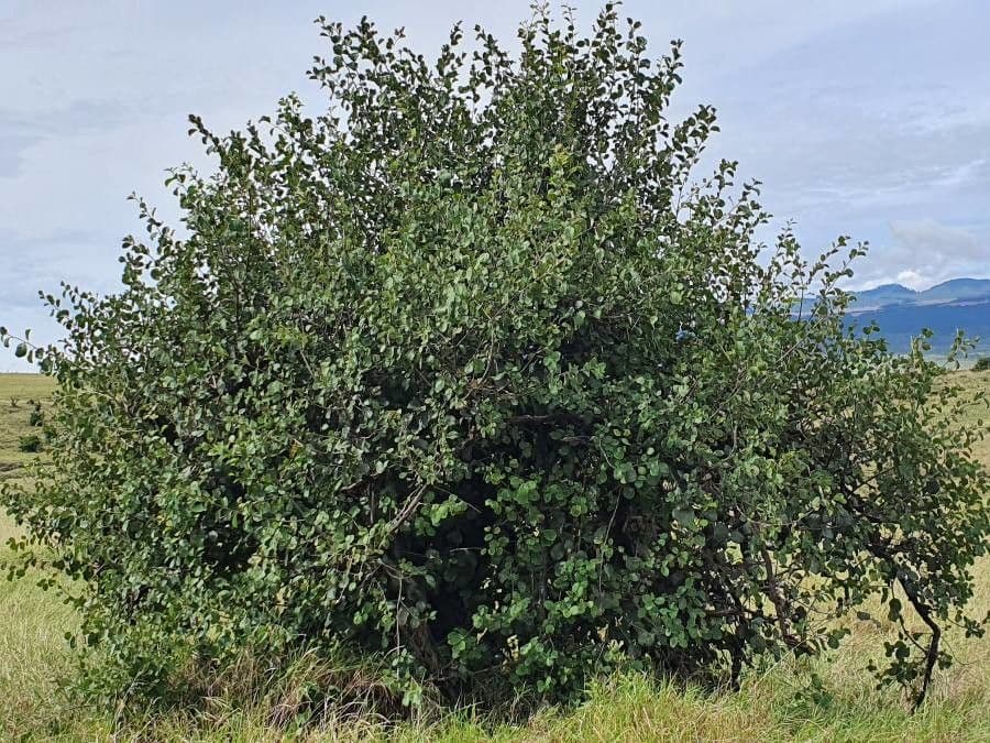 Cordia 11