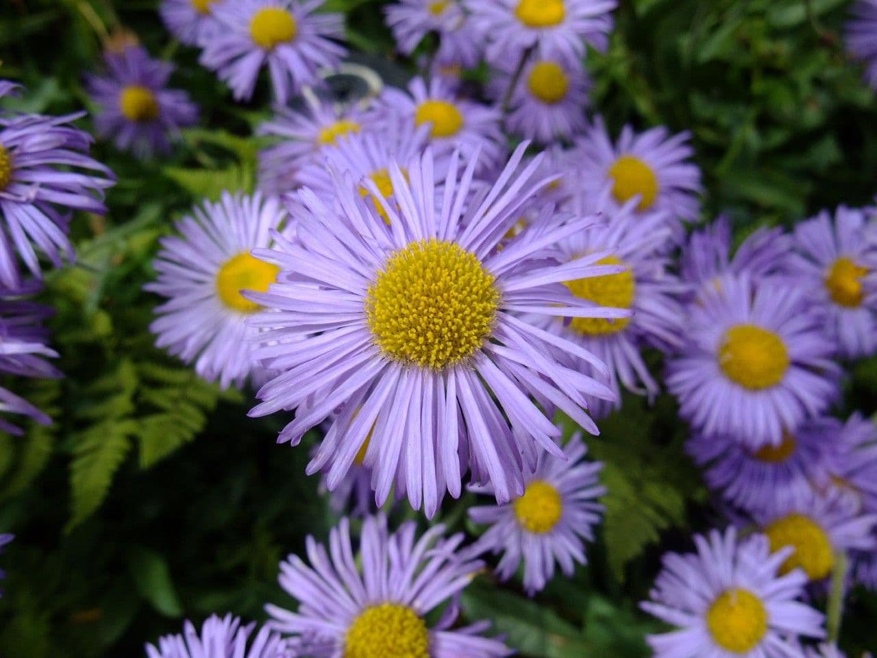 Fleabane 3