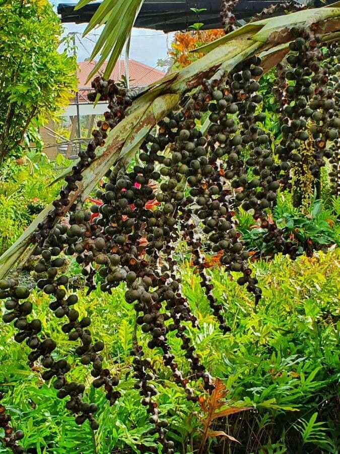 Açai 2