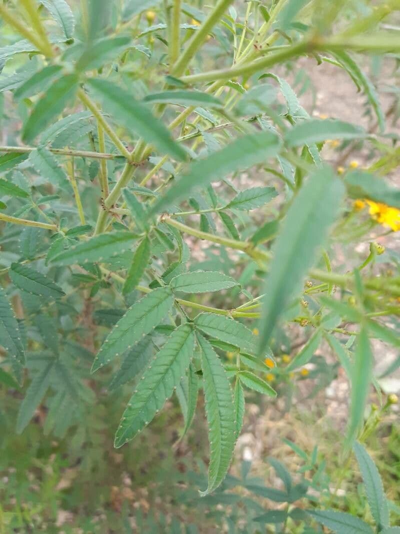 Tagetes 12