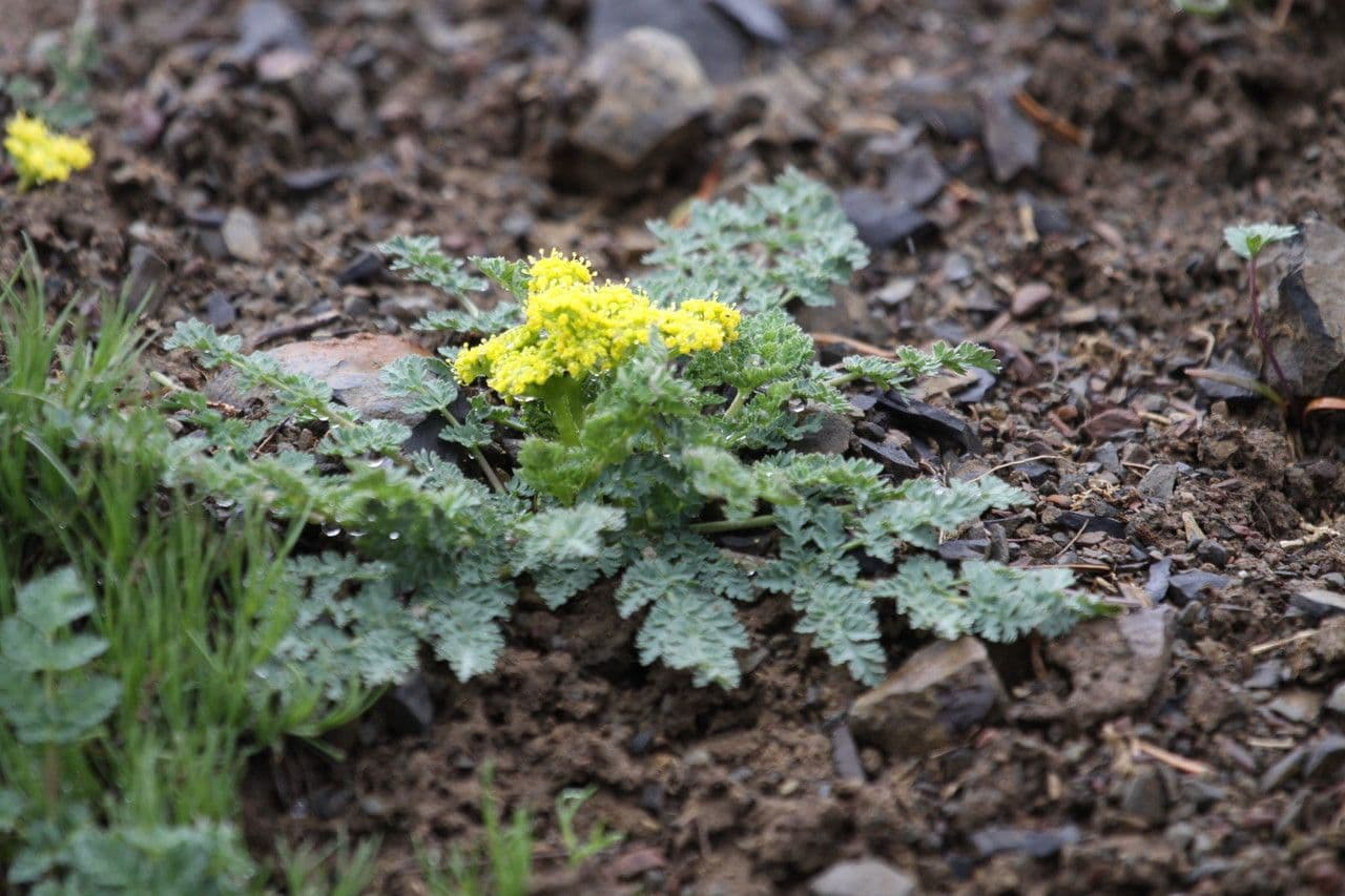 Lomatium