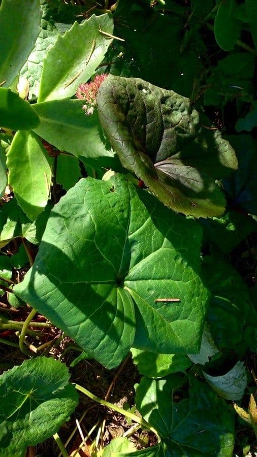 Ligularia dentata 16