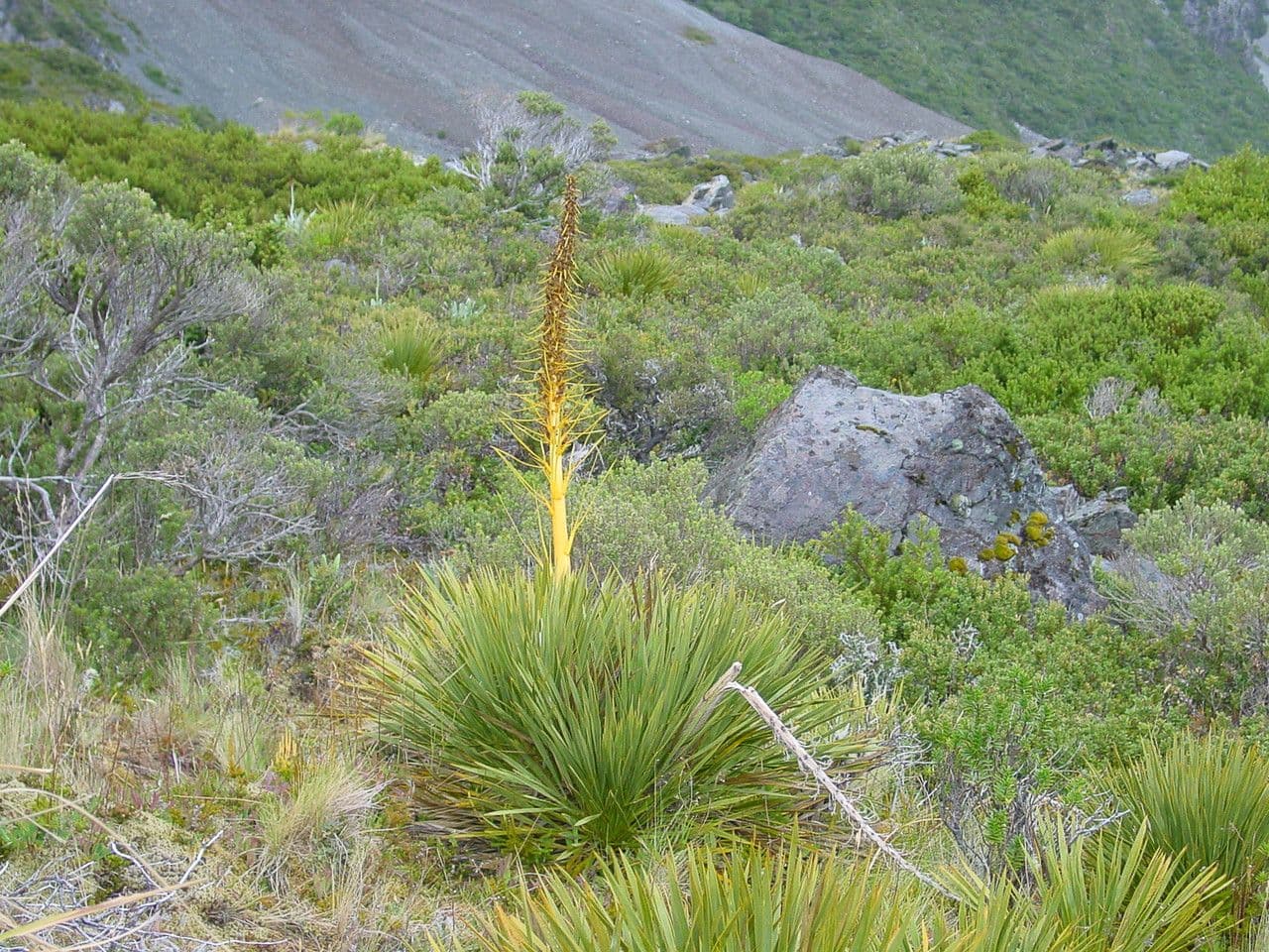 Aciphylla aurea 8