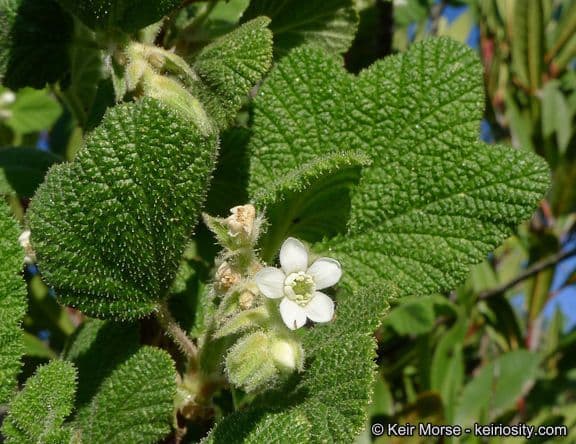 Ribes senza odore 3