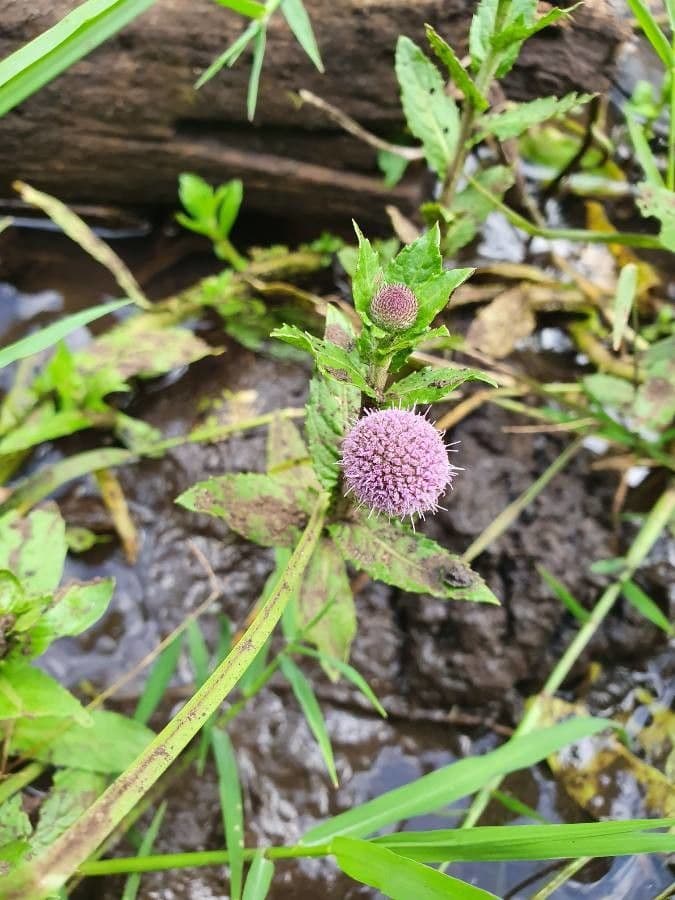 Sphaeranthus suaveolens 2