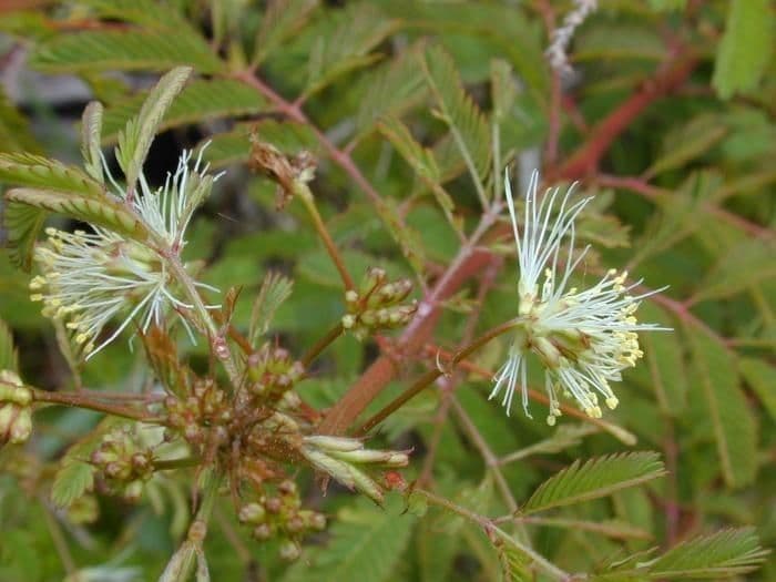Desmanthus