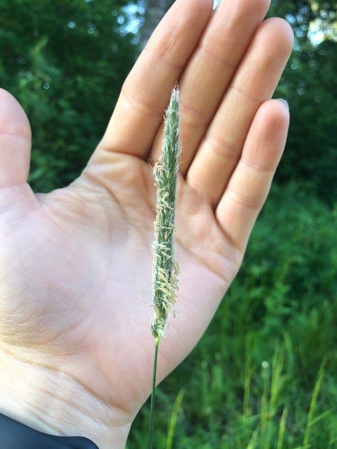 Coda di topo 6