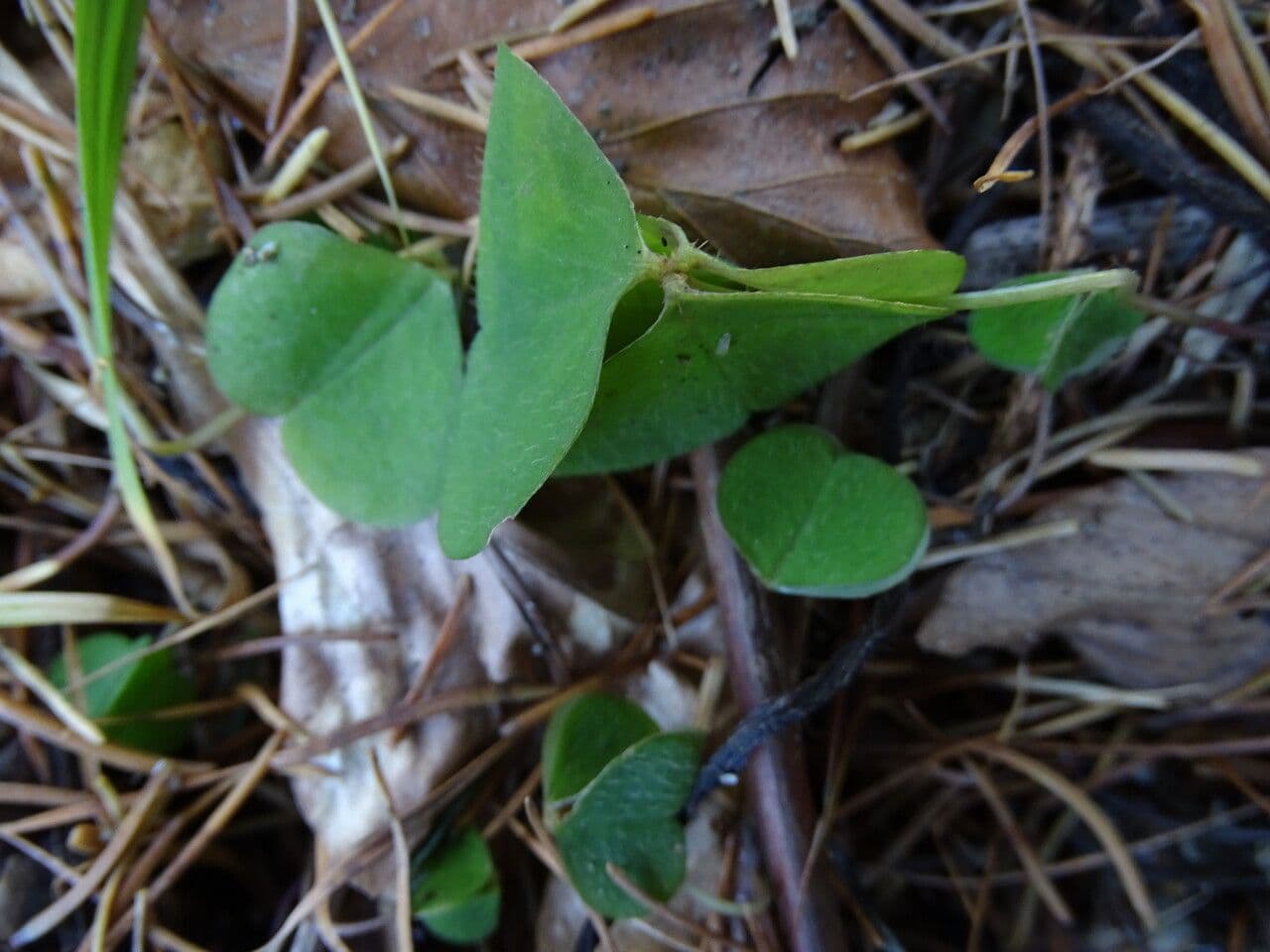 Waldsauerklee 19