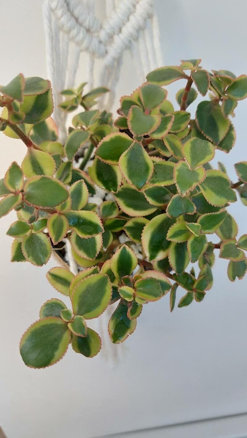 Crassula 3