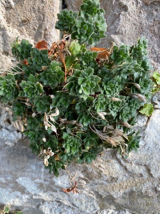 Draba douteuse 16