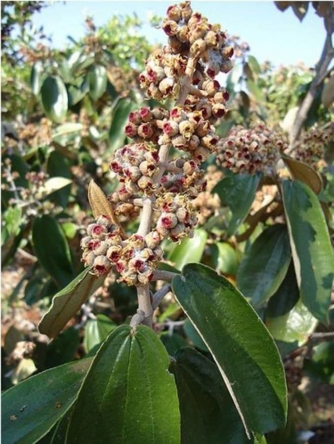Miconia bianca 17