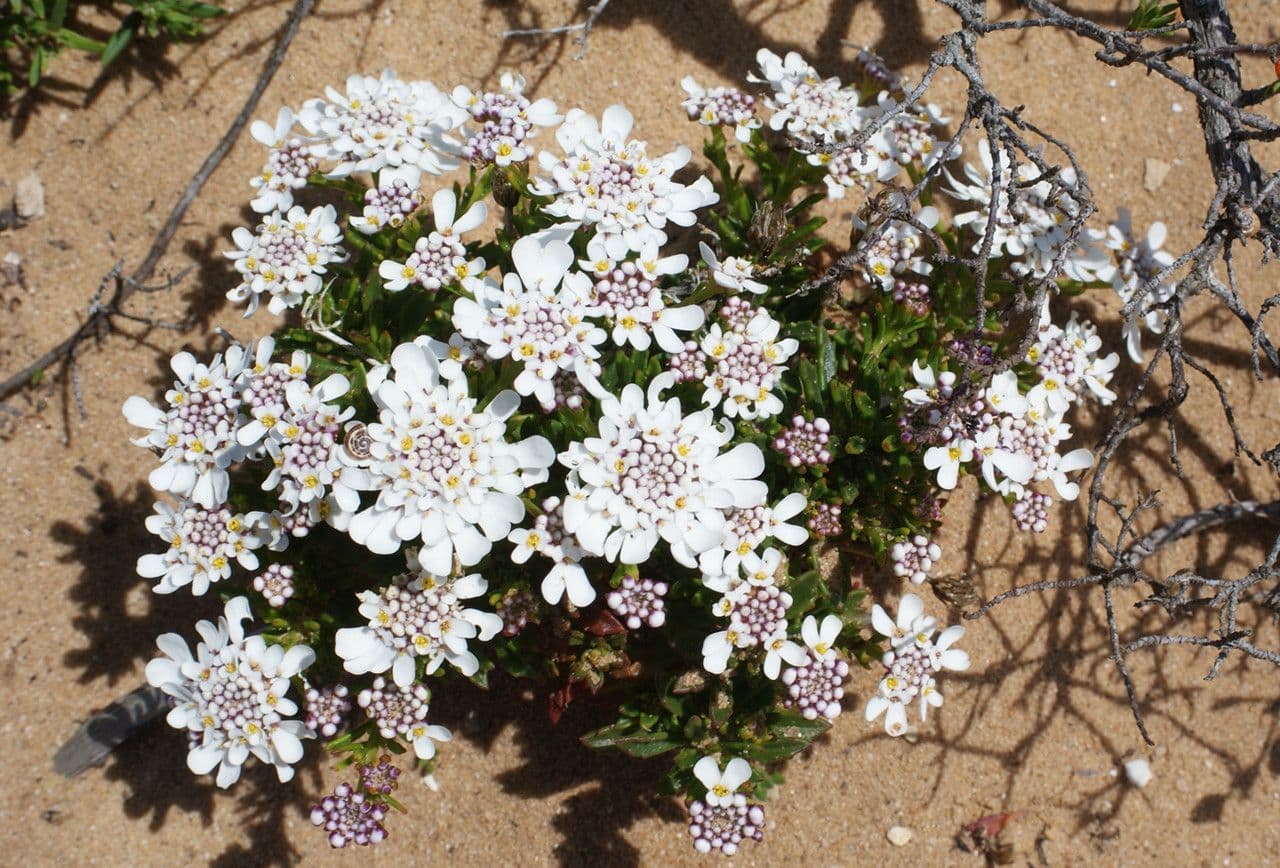 Iberis procumbens 10