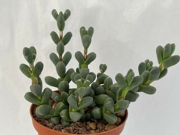 Corpuscularia 6