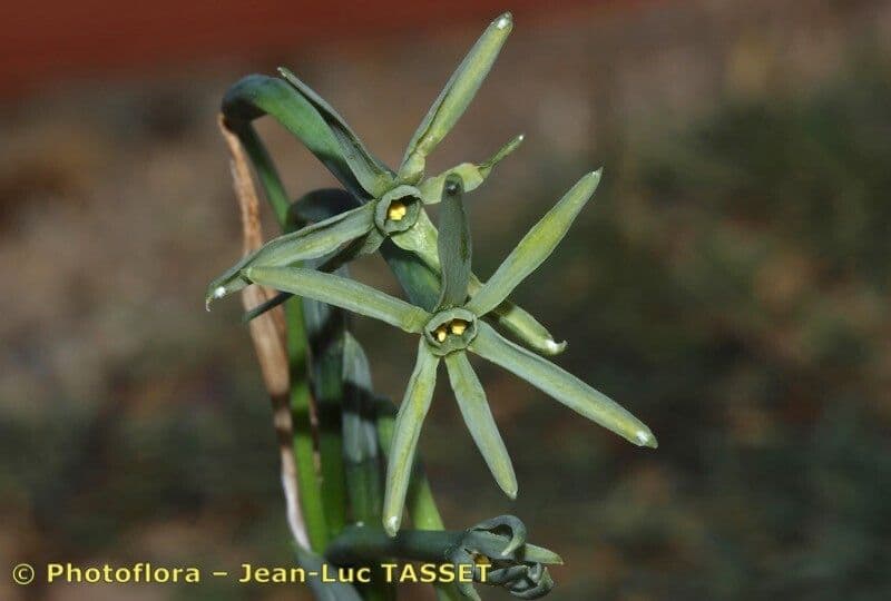 Narciso 3