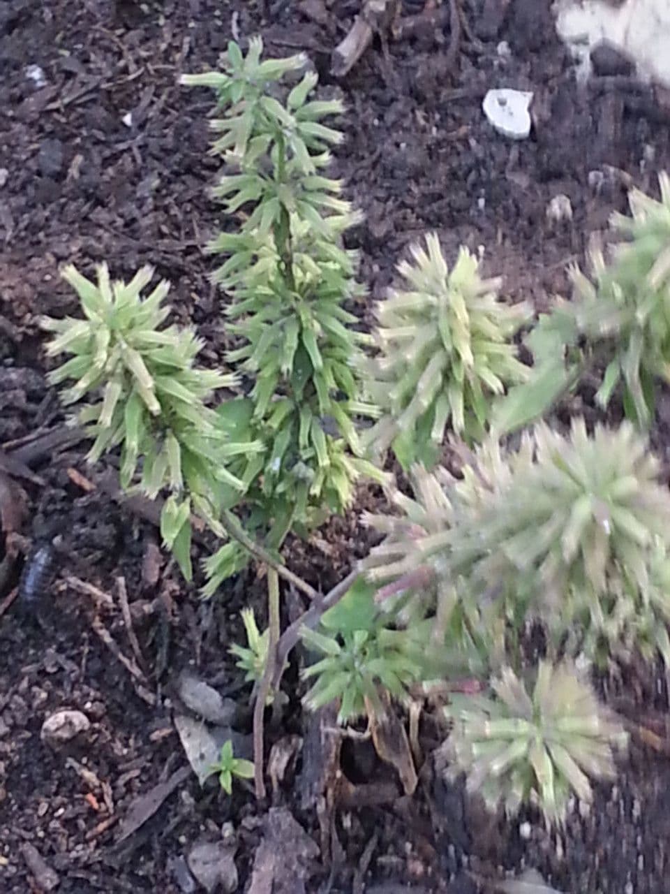 Hedeoma hispida