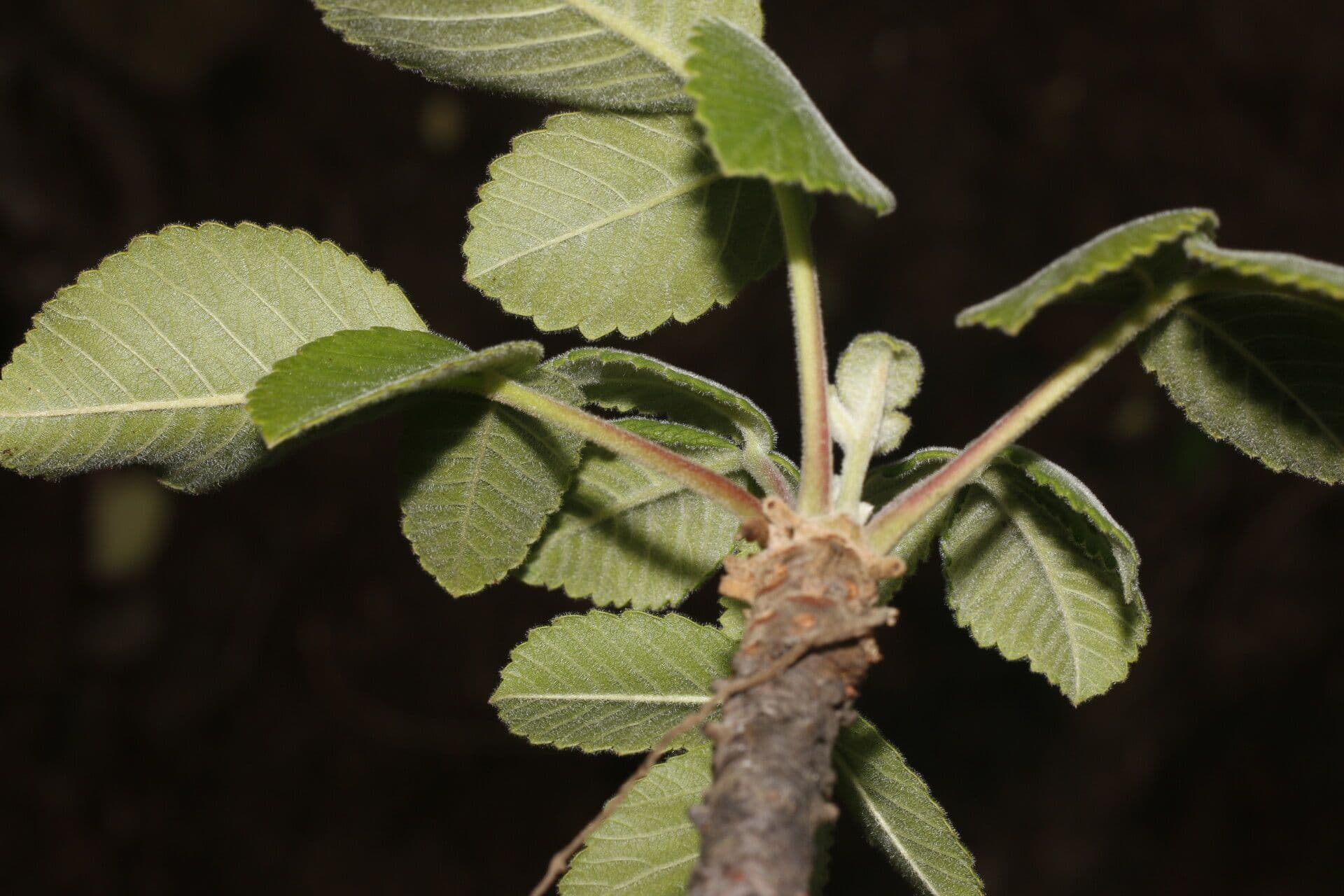 Amphipterygium 7