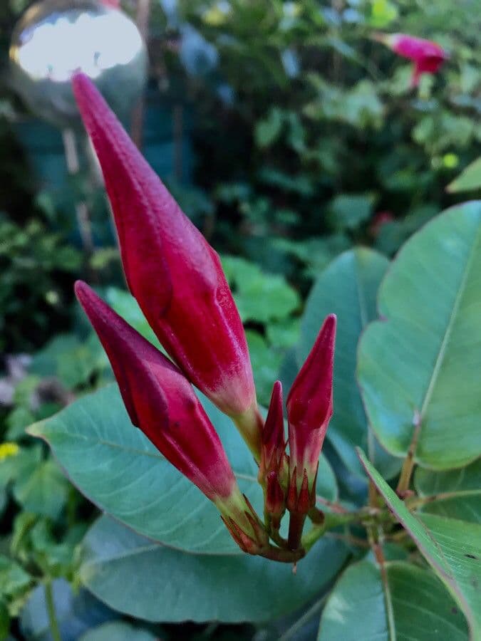 Chilenischer Jasmin 30