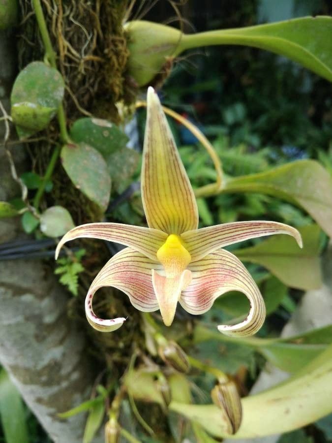 Bulbophyllum 5