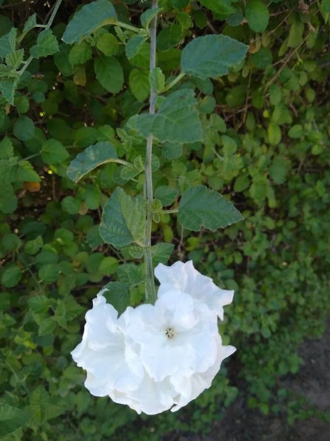 Kleinblättrige Cordia