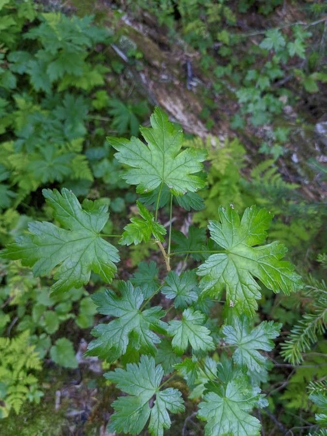 Ribes lacustre 16