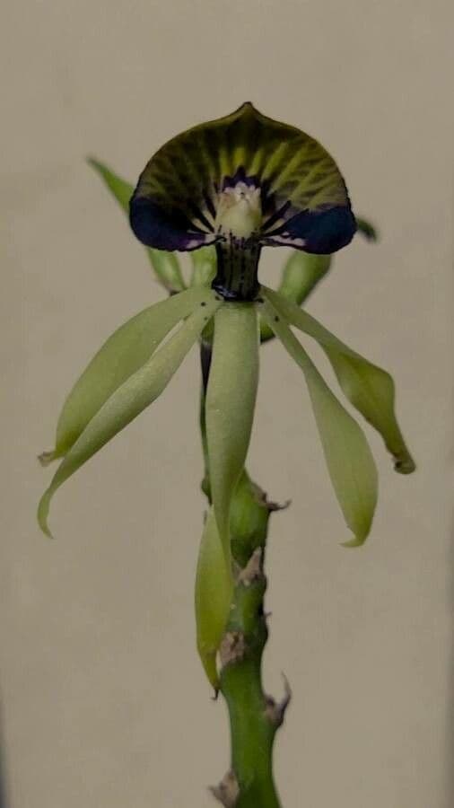 Orchidea conchiglia 4