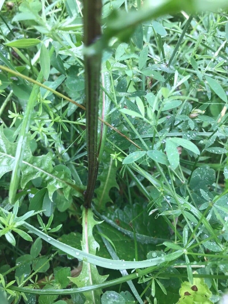 Radicchiella bienne 20