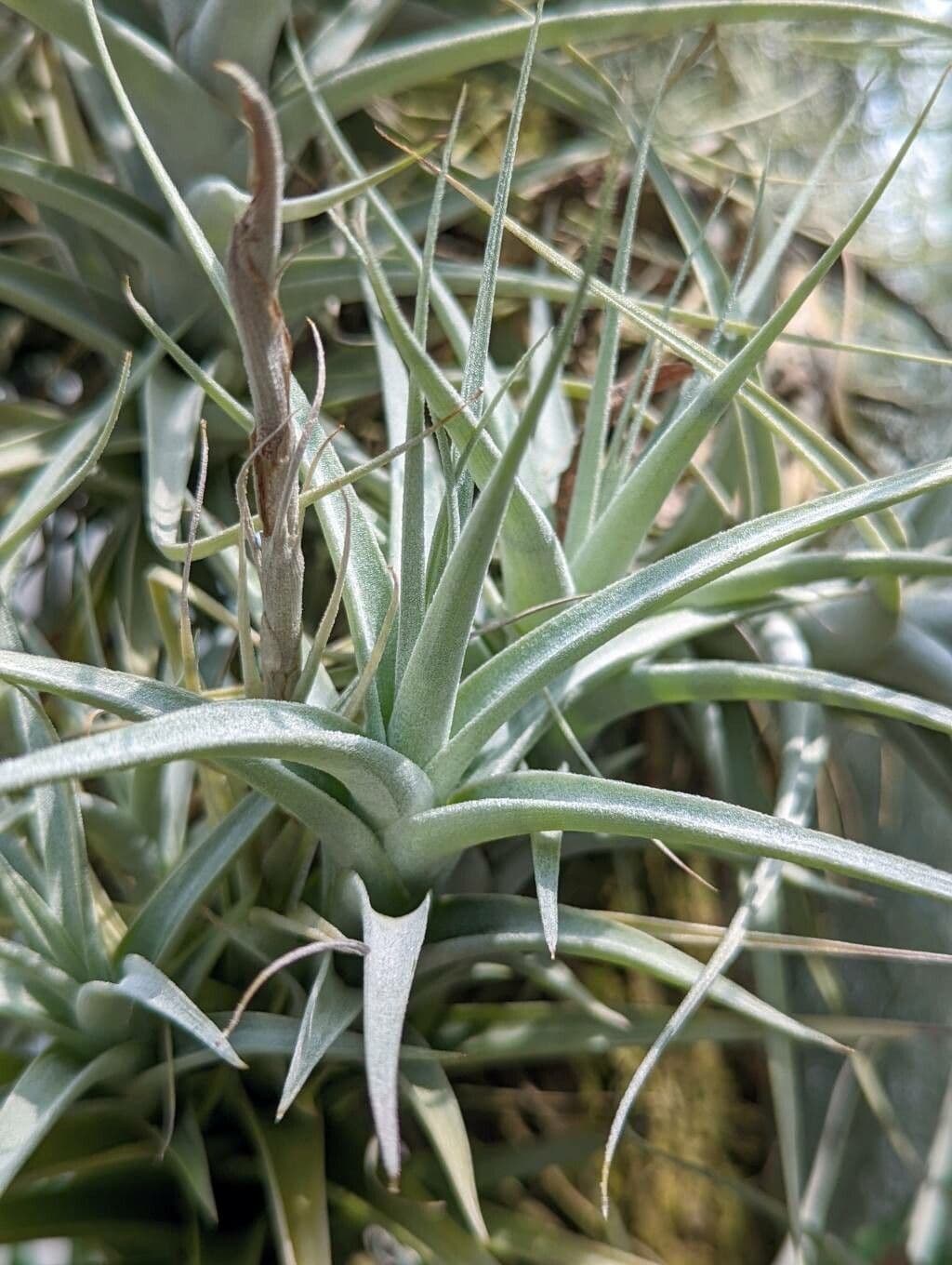 Tillandsia 3