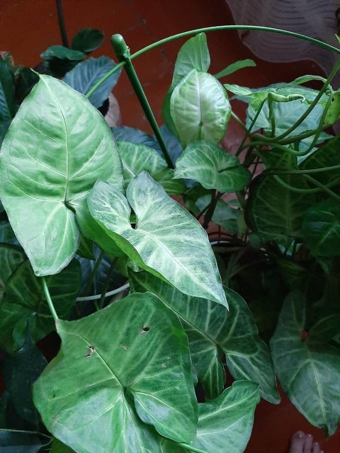 Syngonium 18