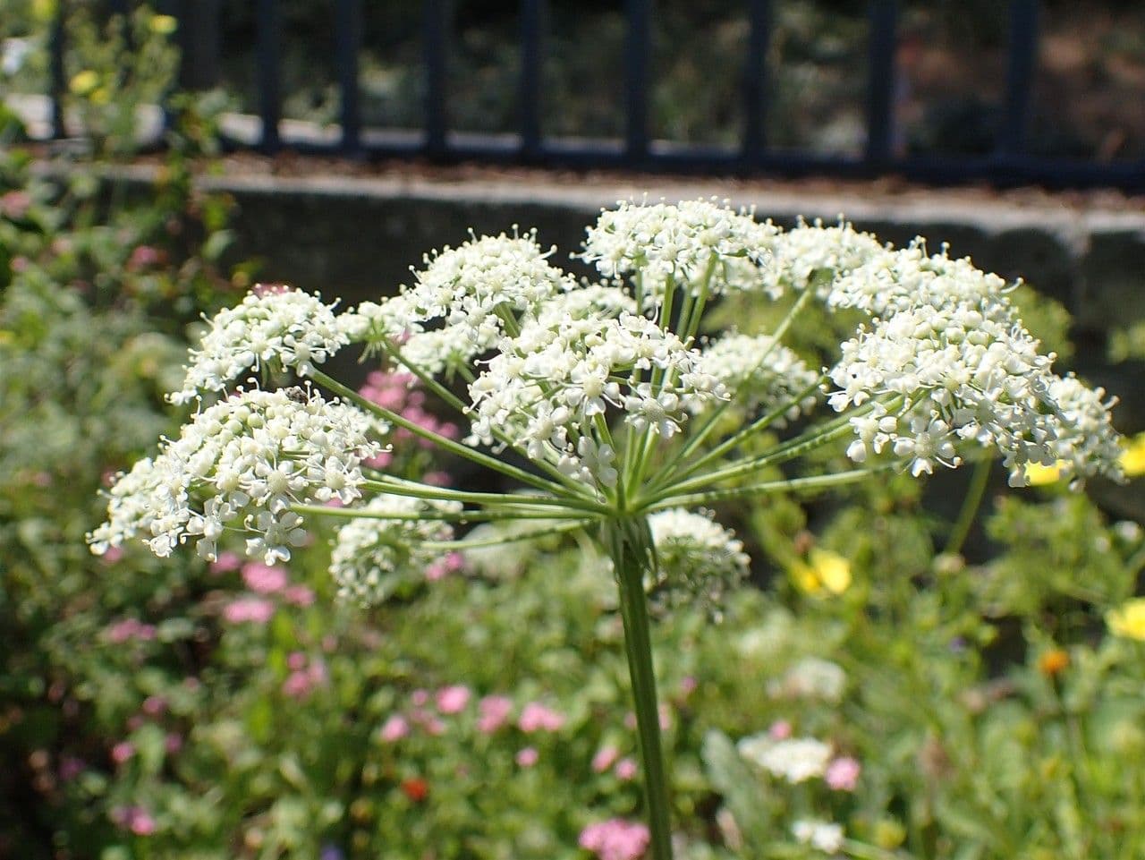 Ferula 3