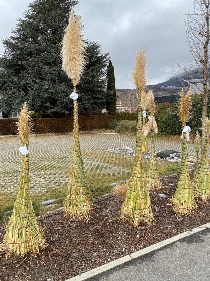 Erba delle pampas 27