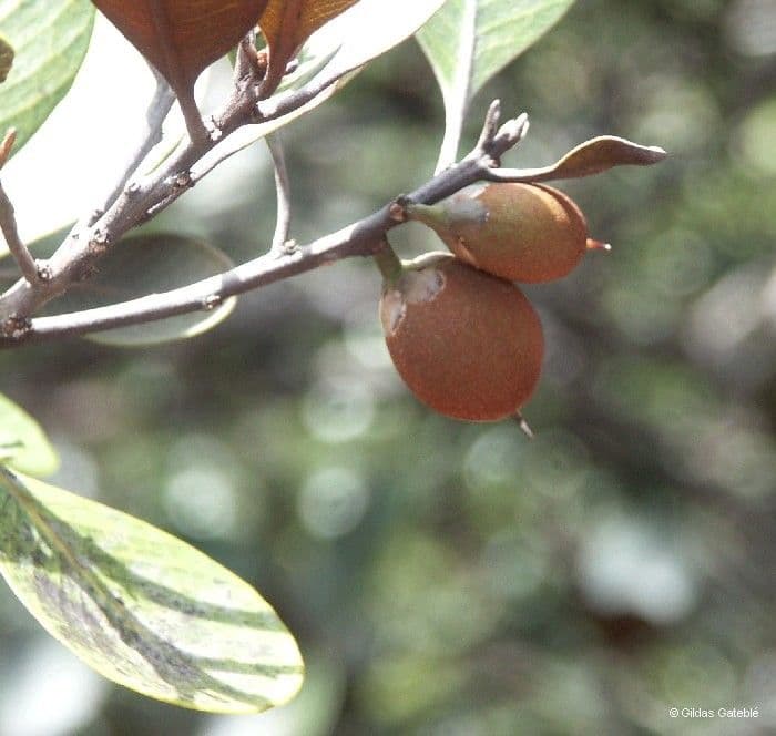 Planchonella 4