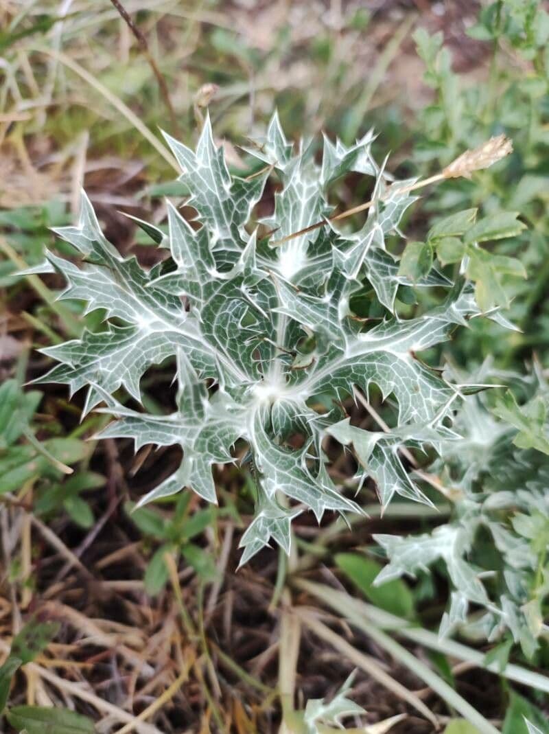 Panicaut blanc 18