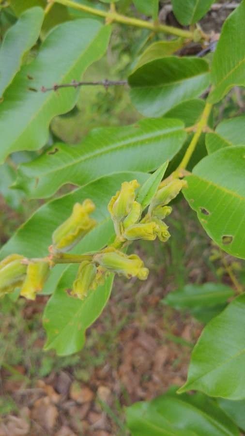 Qualea grandiflora 6