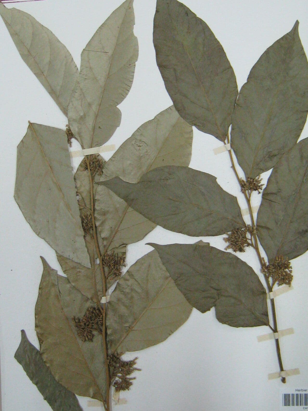 Geissospermum 2