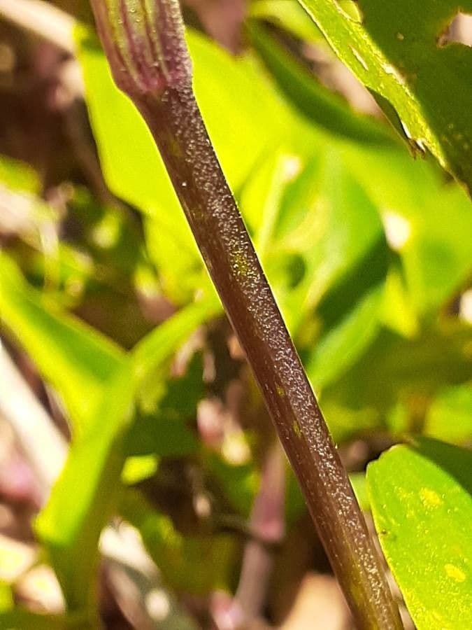 Flor de día 24