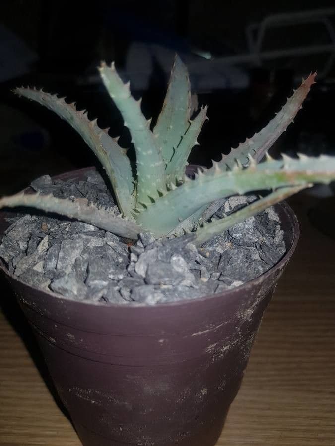 Aloe 7