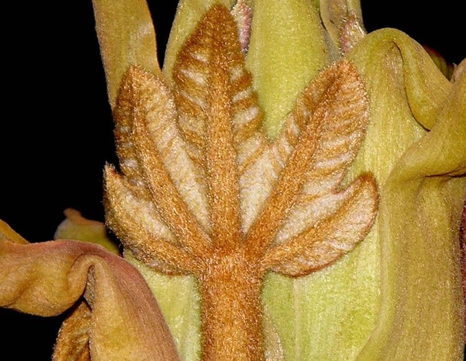 Sterculia 16
