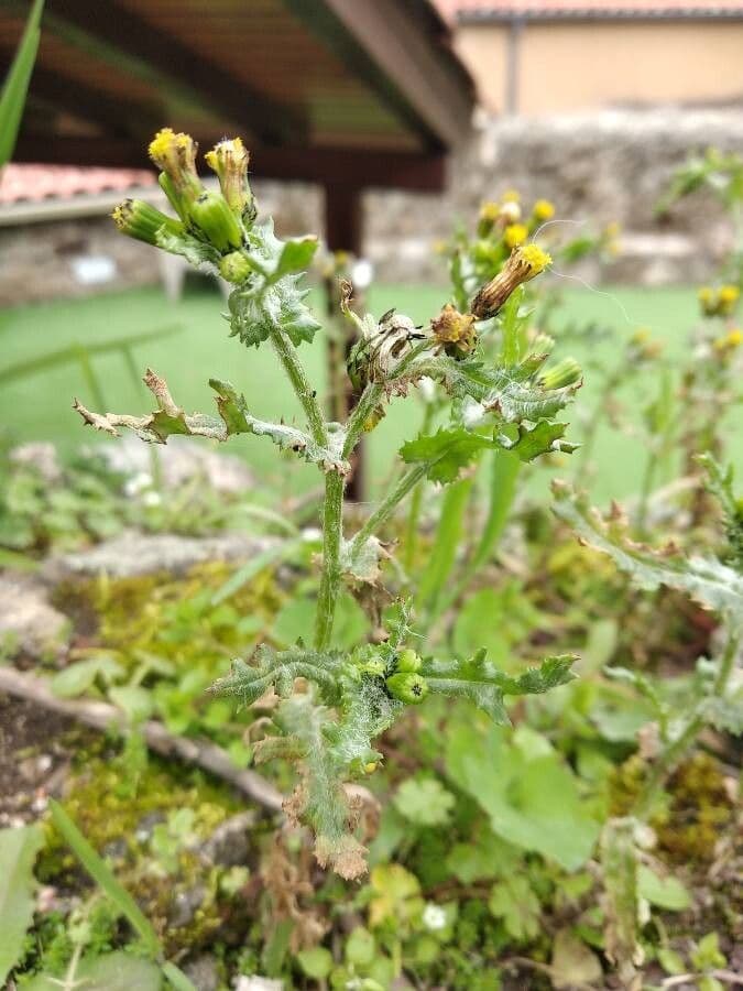 Senecione comune 19