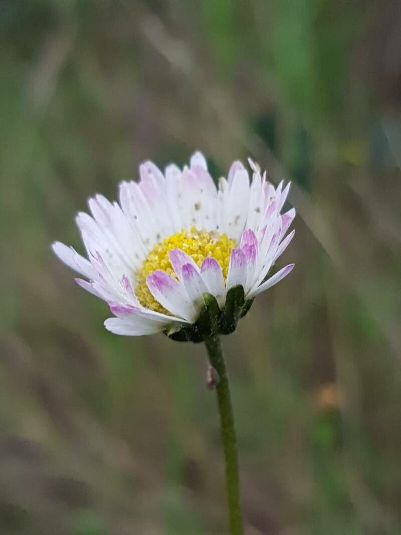 Margherita selvatica 2