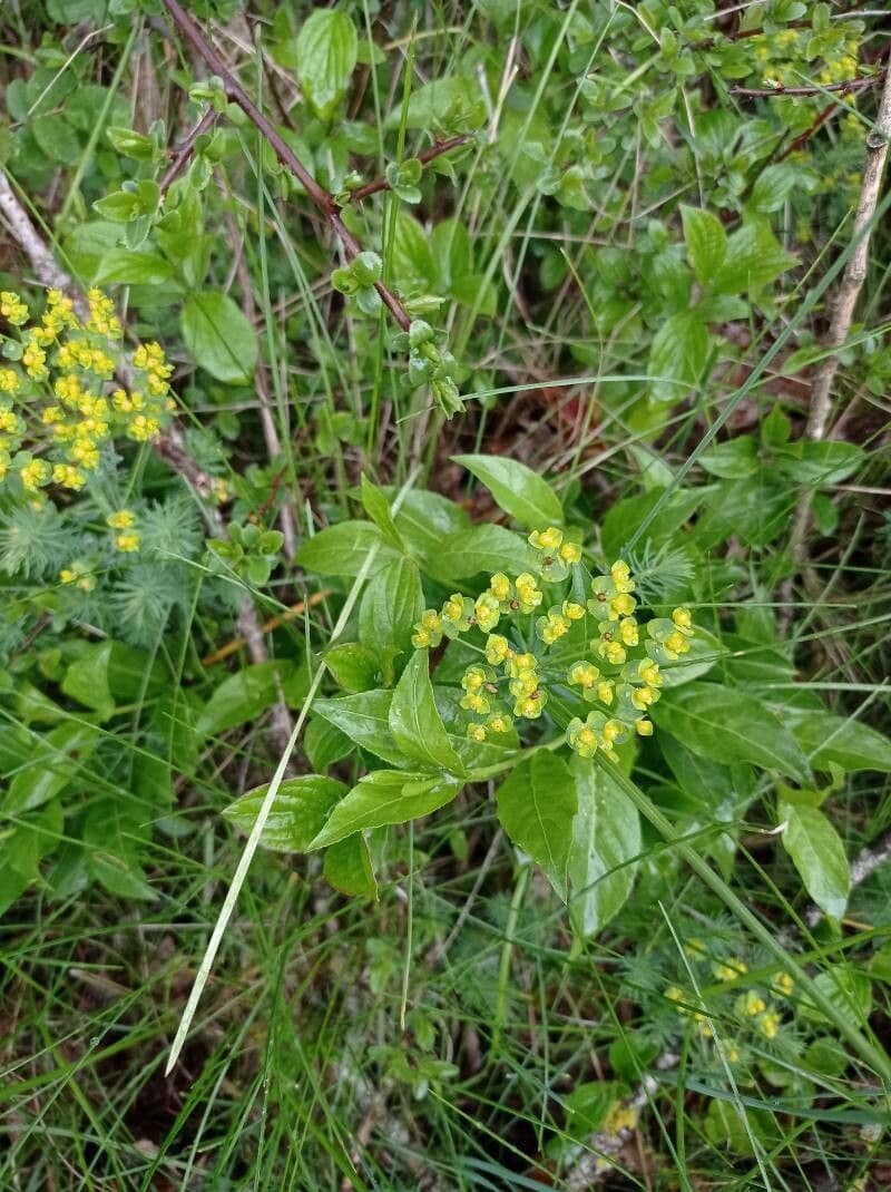 Bupleuro ranuncoloide 14