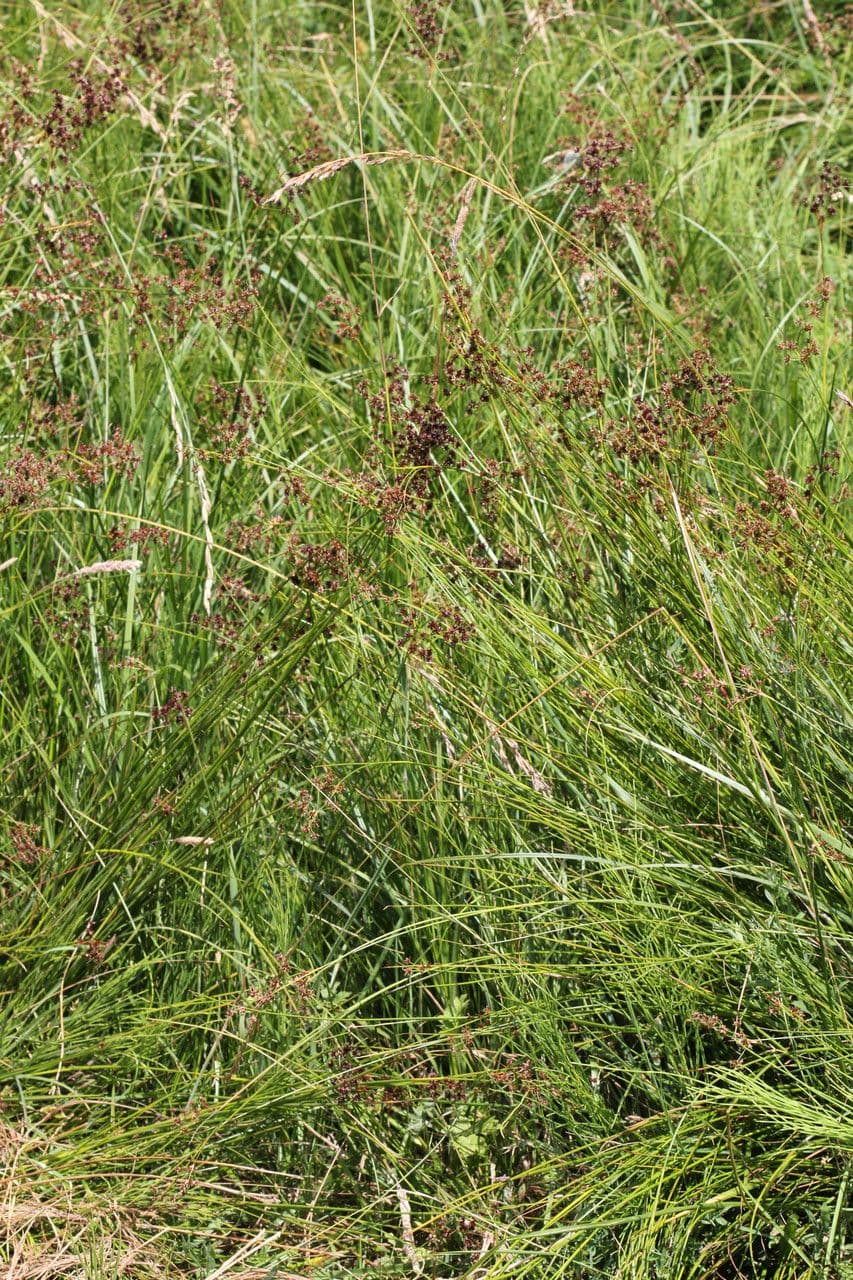Spitzblütige Binse 15