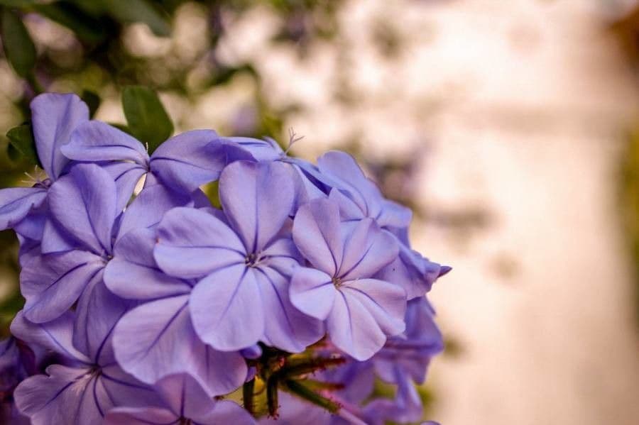 Plumbago auriculata 9