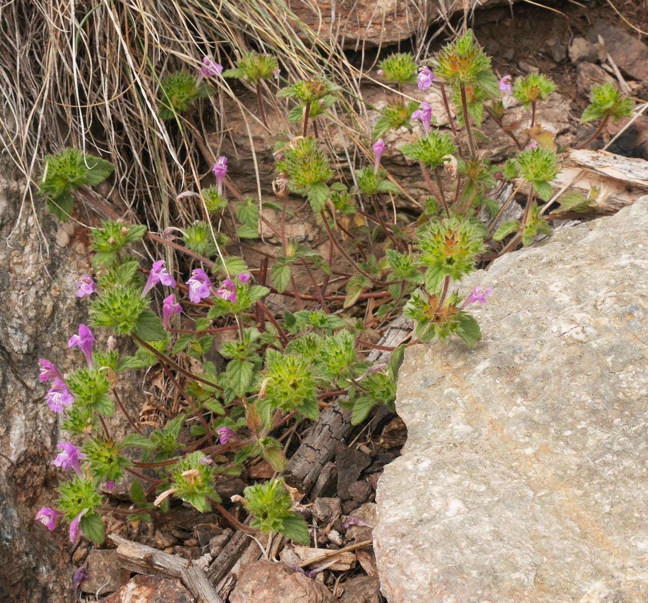 Canapetta pirenaica 8