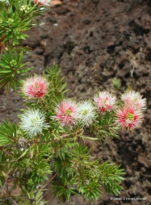Teebaum 9