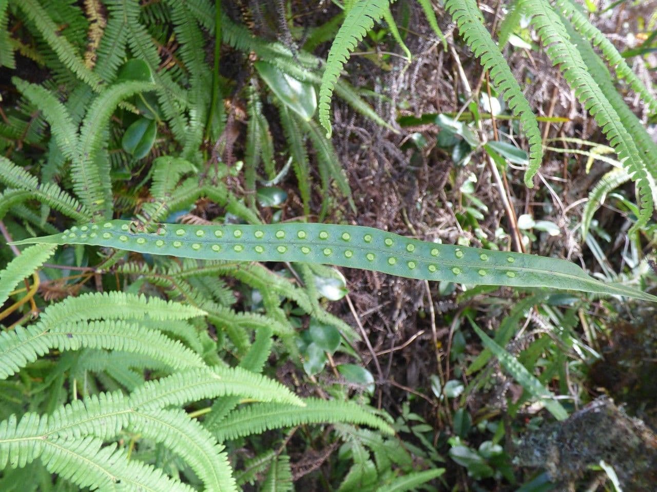 Lepisorus 13