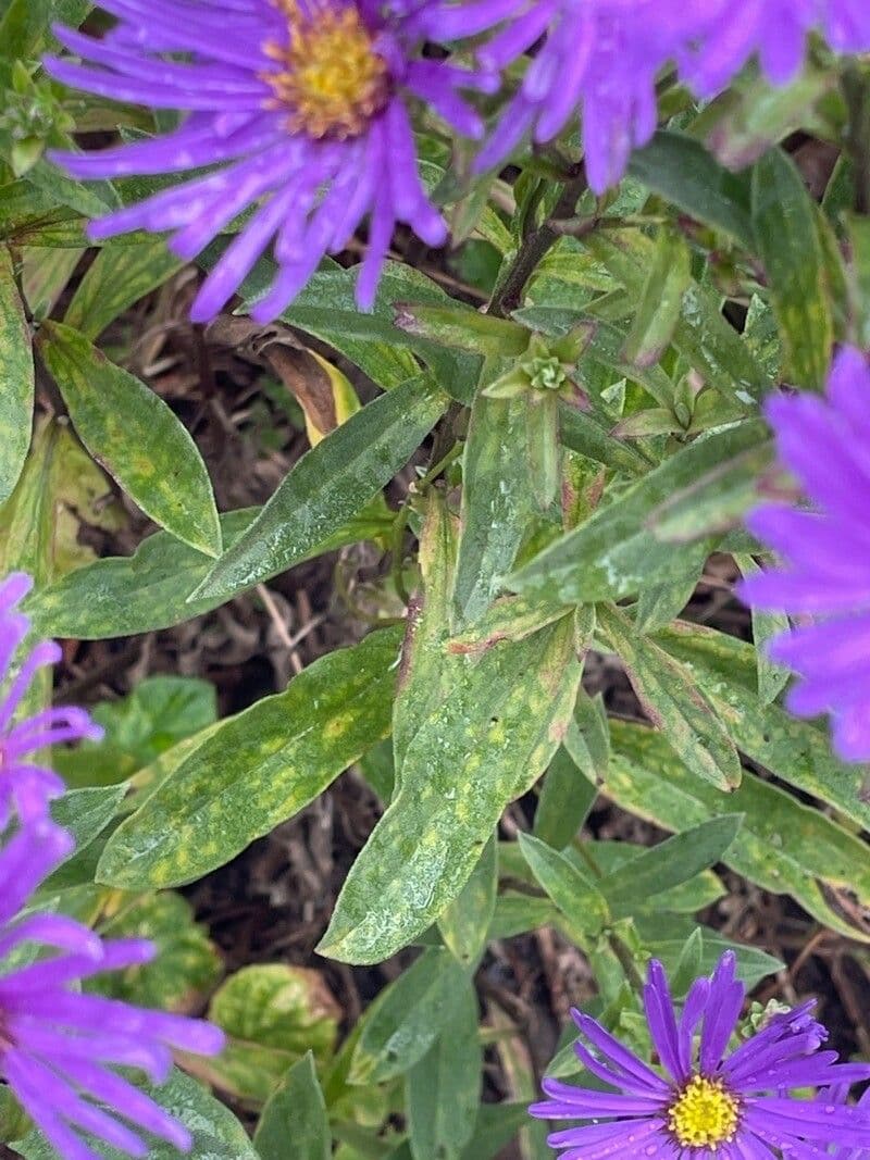 Aster gawędka 18