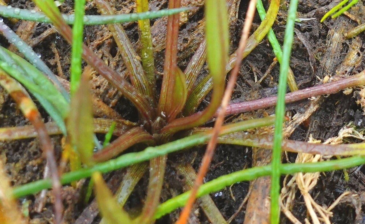 Alisma ranuncoloide 21