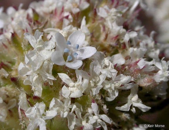 Ipomopsis congesta 2
